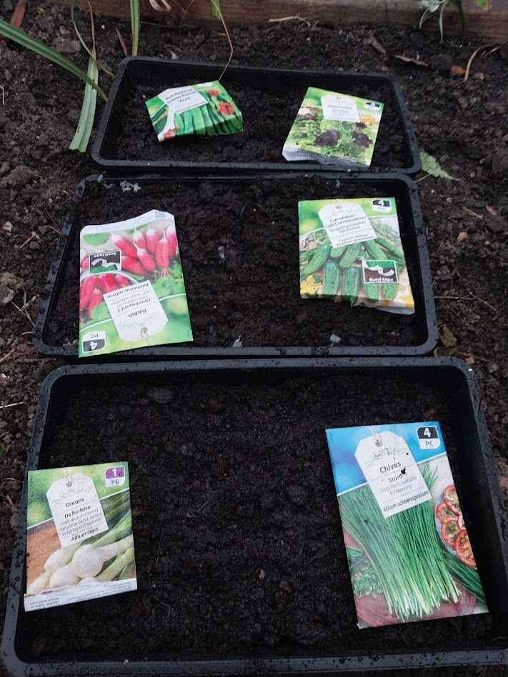 trays of seeds in compost