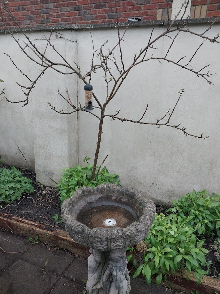 a bird feeder and a bird bath