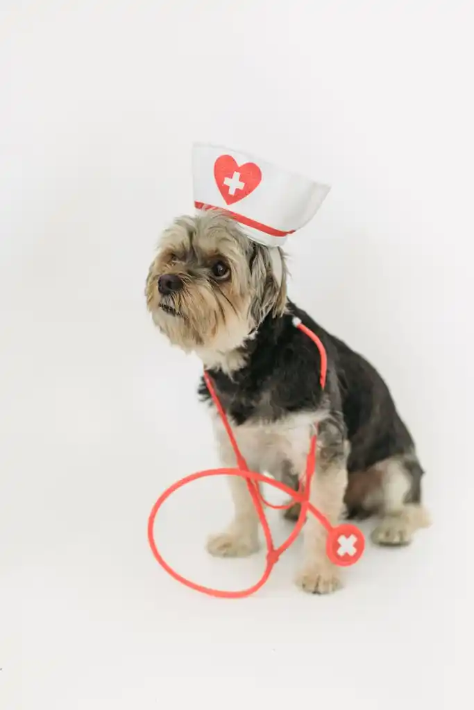 Yorkshire terrier dog in nurse hat and stethoscope